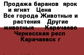 Продажа баранов, ярок и ягнят › Цена ­ 3 500 - Все города Животные и растения » Другие животные   . Карачаево-Черкесская респ.,Карачаевск г.